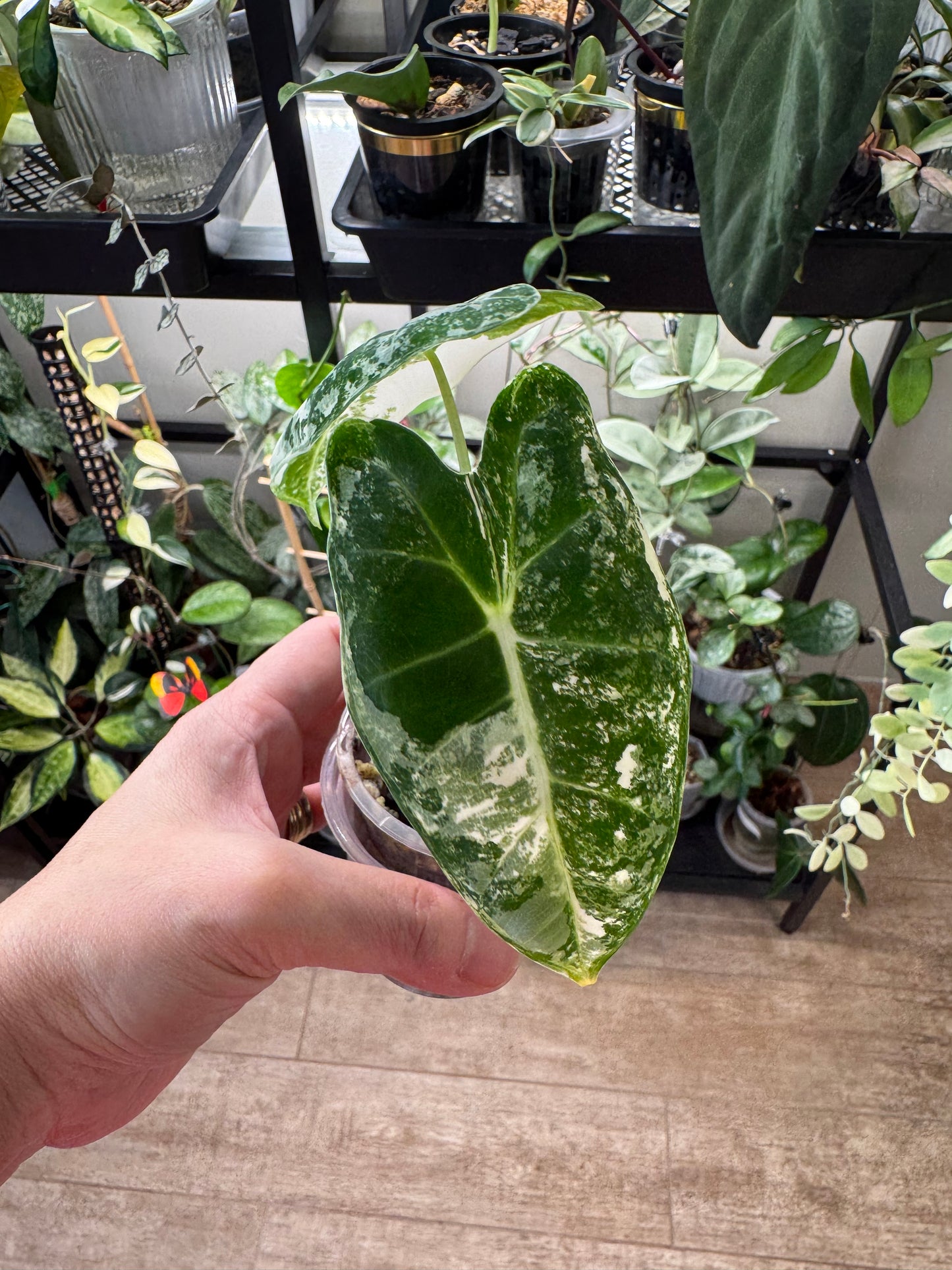 Alocasia frydek variegated
