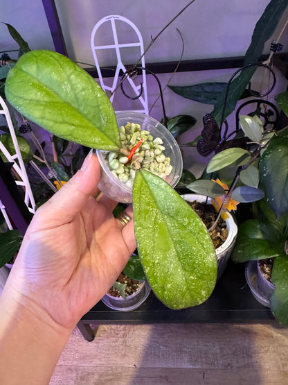 Hoya CV Elvis plant B
