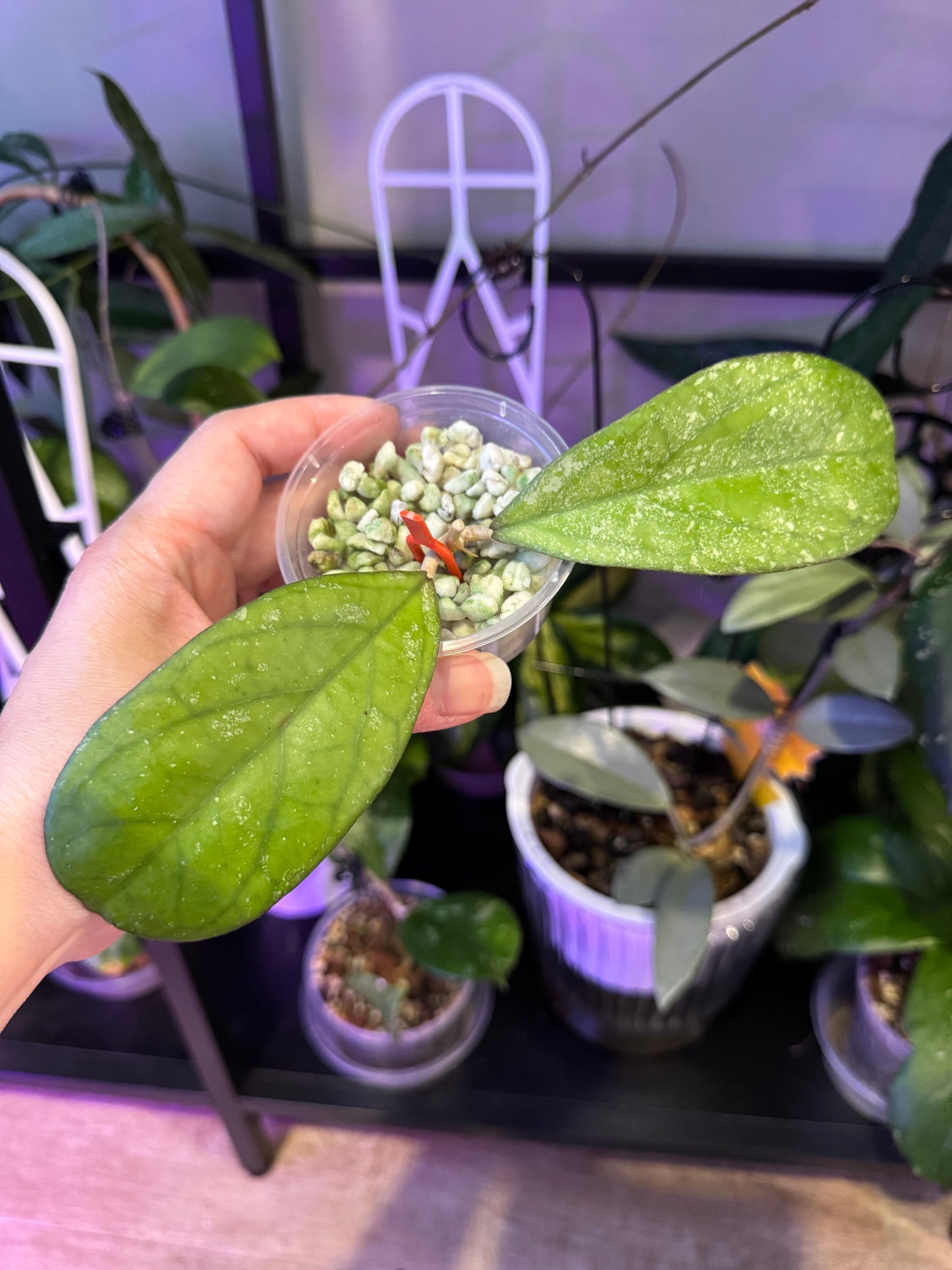 Hoya CV Elvis plant B