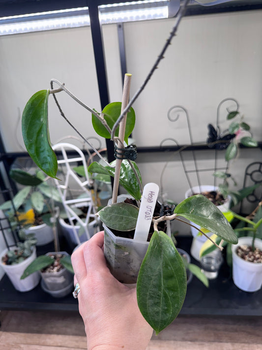 Hoya ut033
