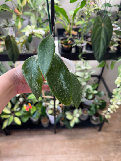 Hoya wibergaie