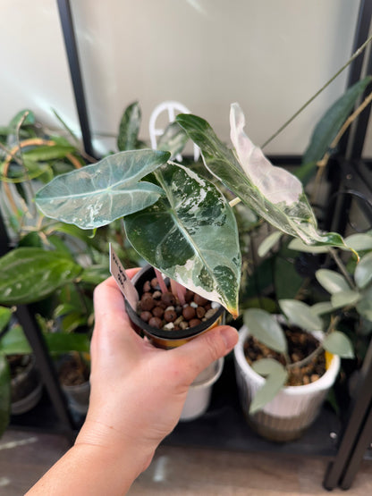 Alocasia pink dragon albo