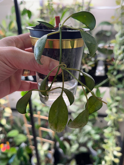 Hoya Lacunosa sulcata