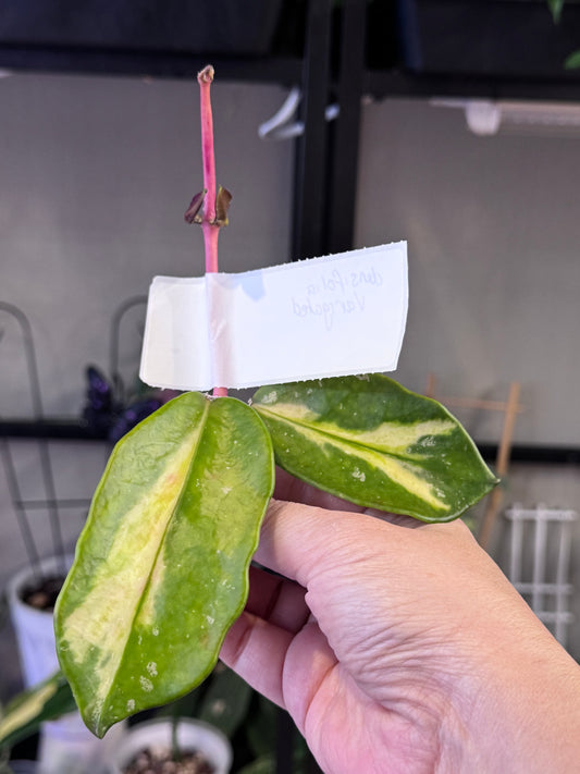 Hoya Densifolia cutting