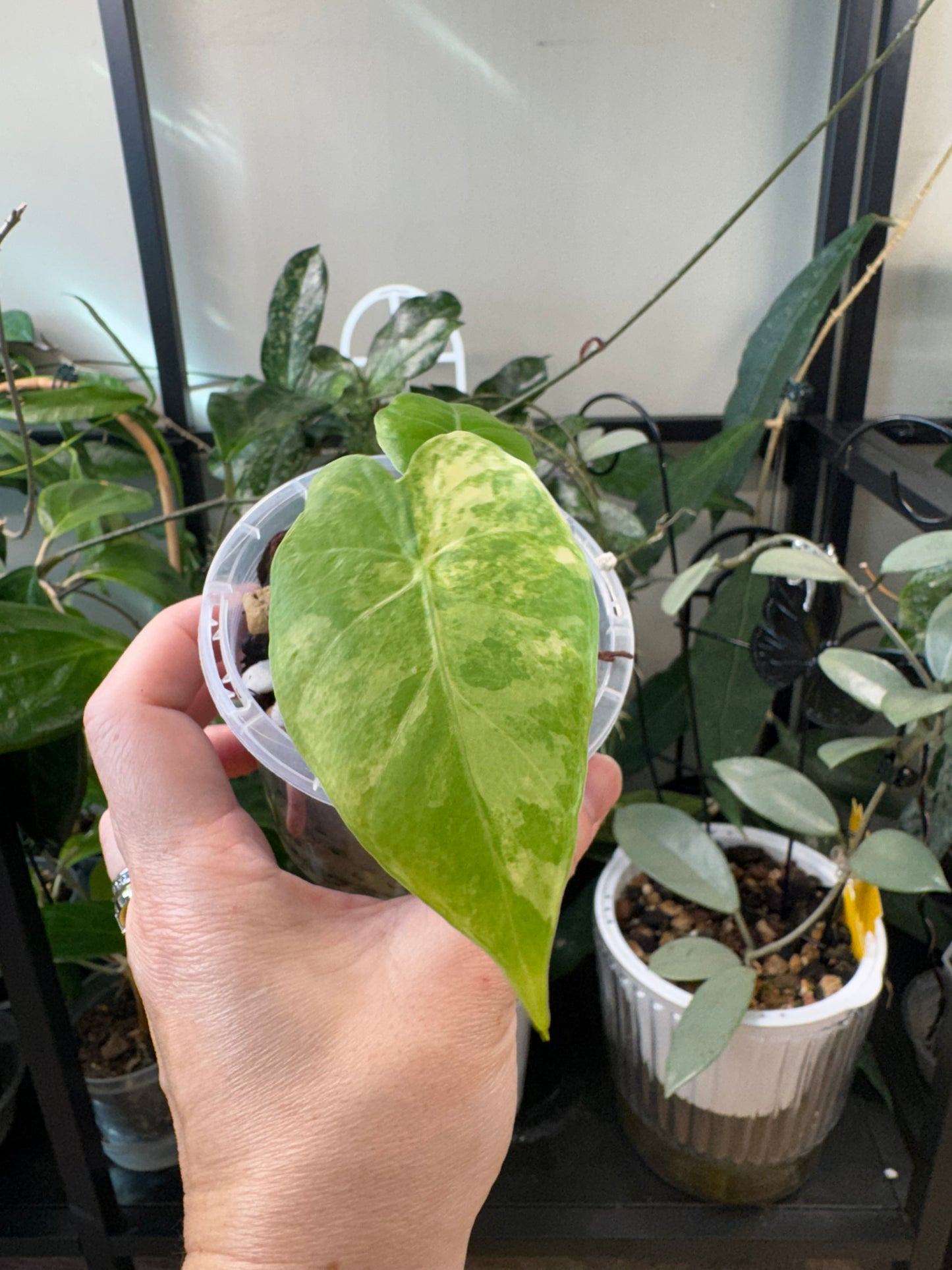 Alocasia gaganteum aurea