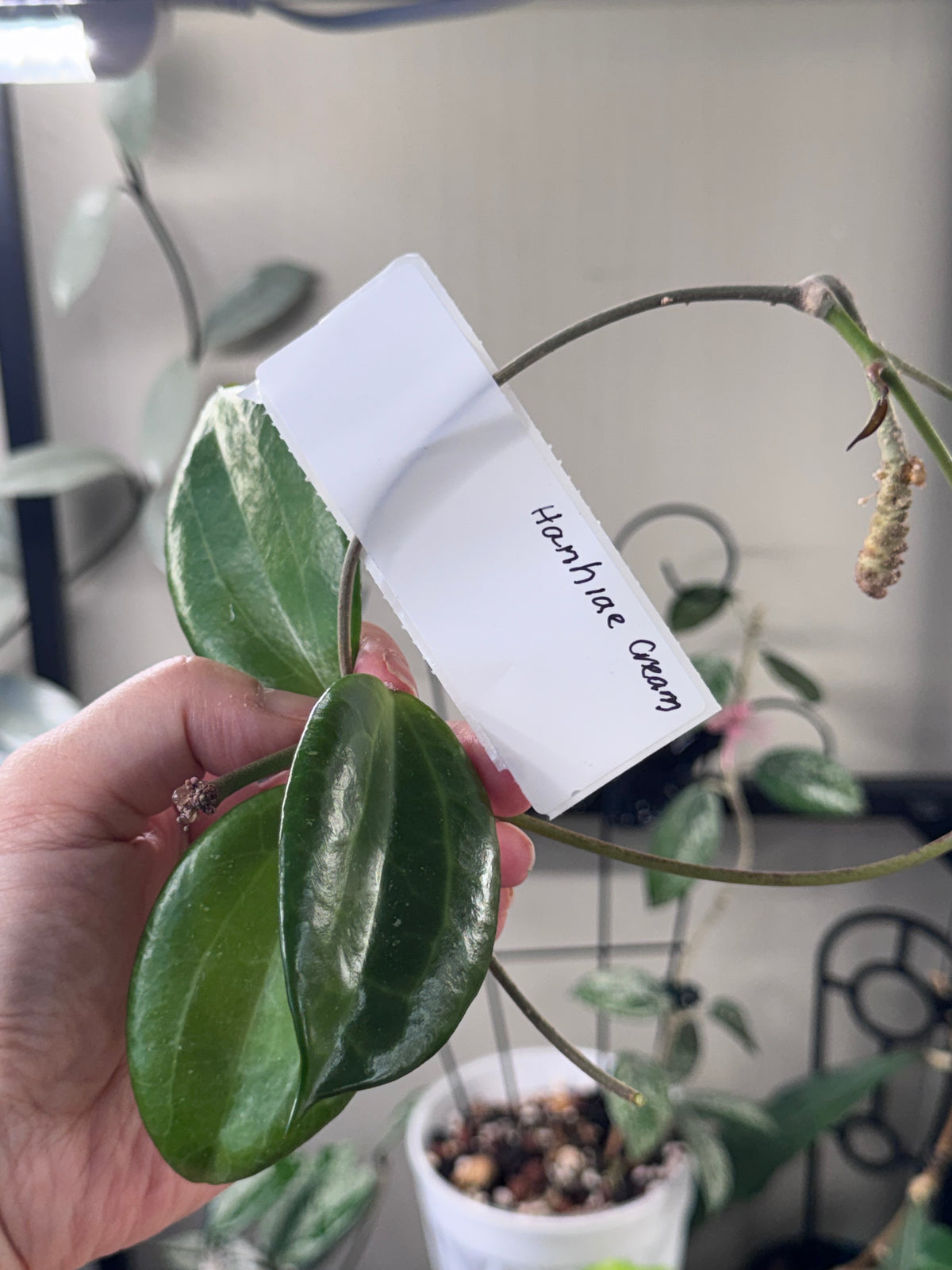 Hoya hanhiae cream cutting