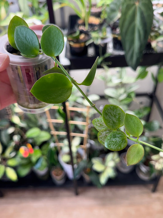 Hoya Collina Biak Irian Jaya IML1187