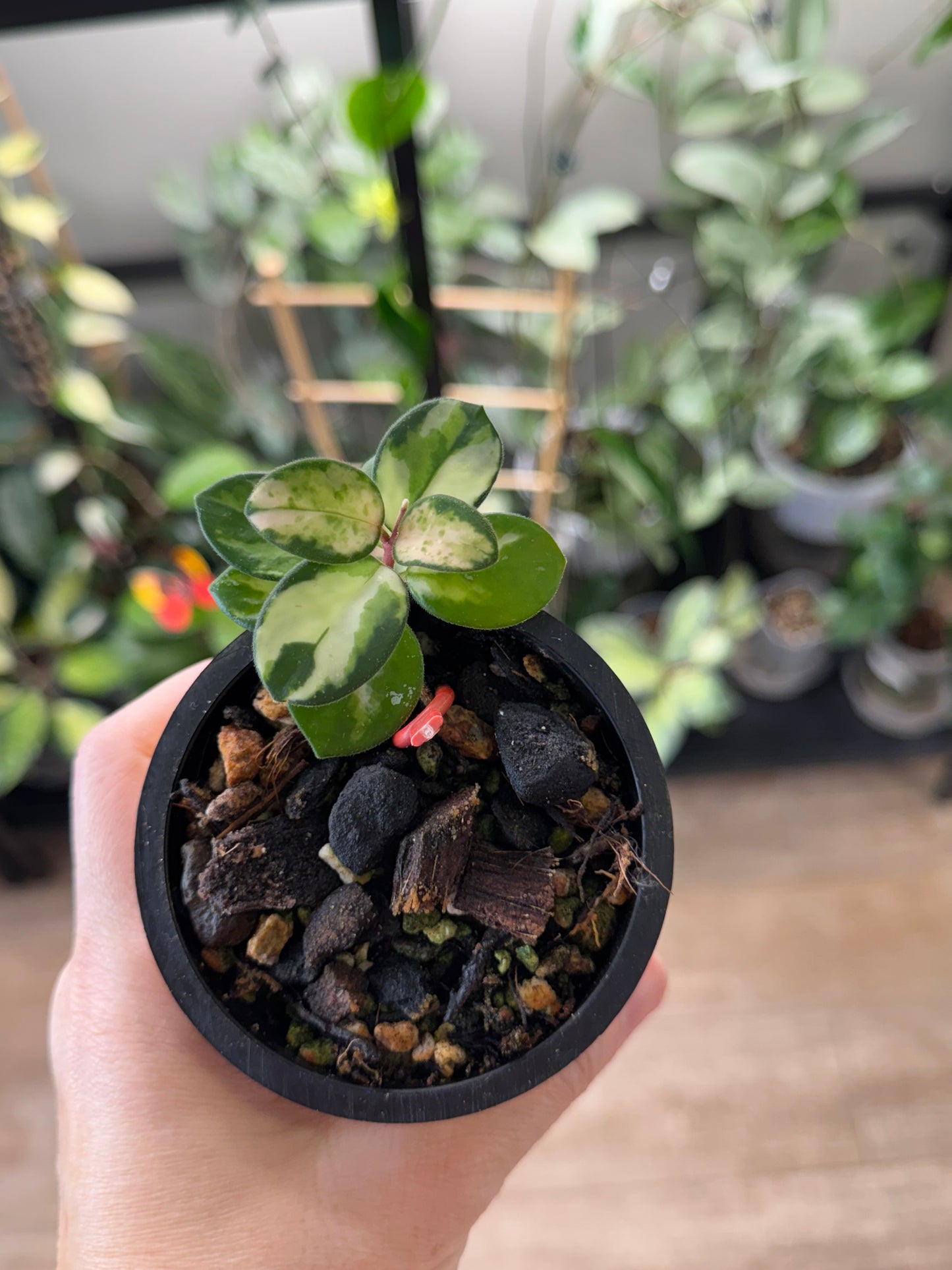 RARE Hoya mathilde variegated