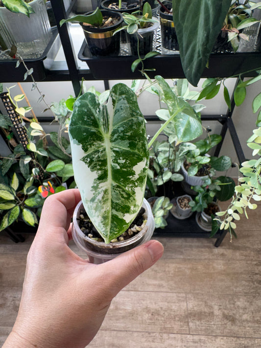 Alocasia frydek variegated