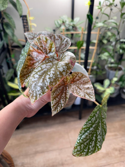 Begonia snow capped