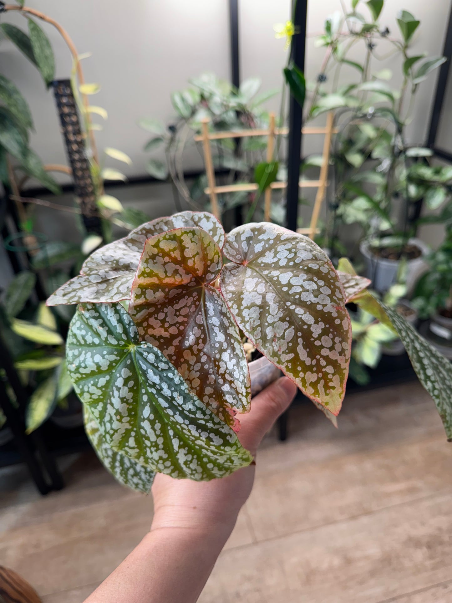 Begonia snow capped