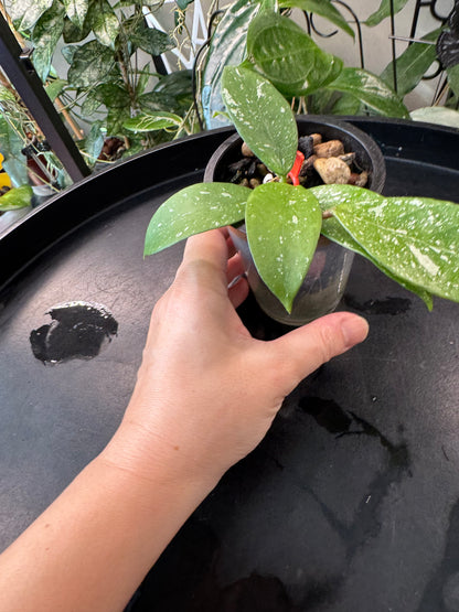 Hoya lai chau splash