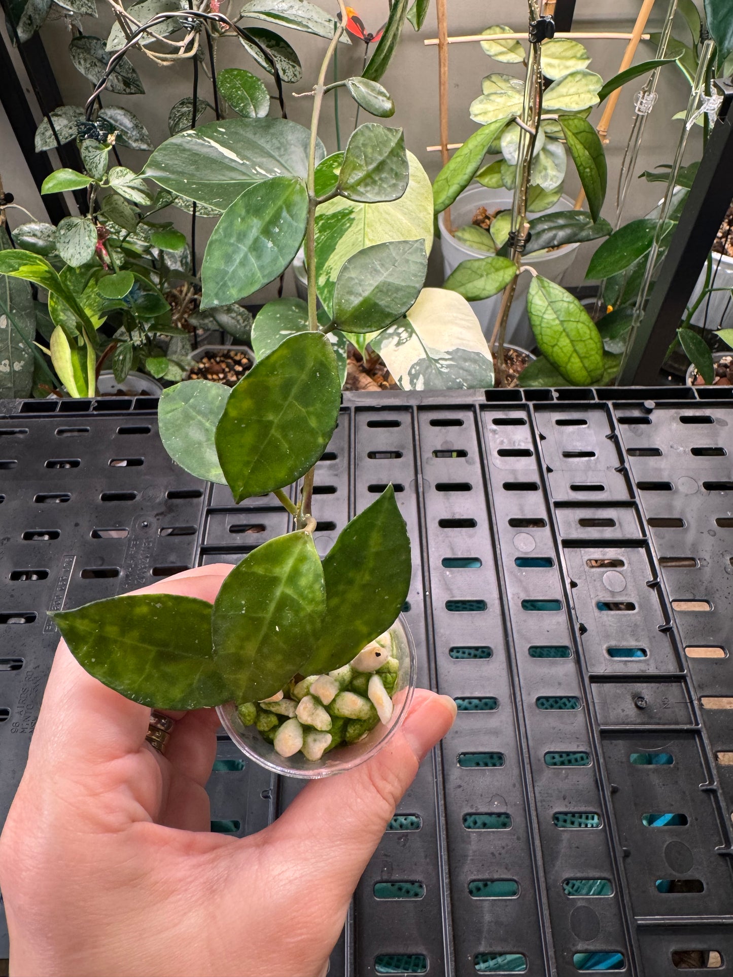 Hoya Lacunosa Amarillo