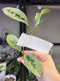 Hoya AH074 cutting