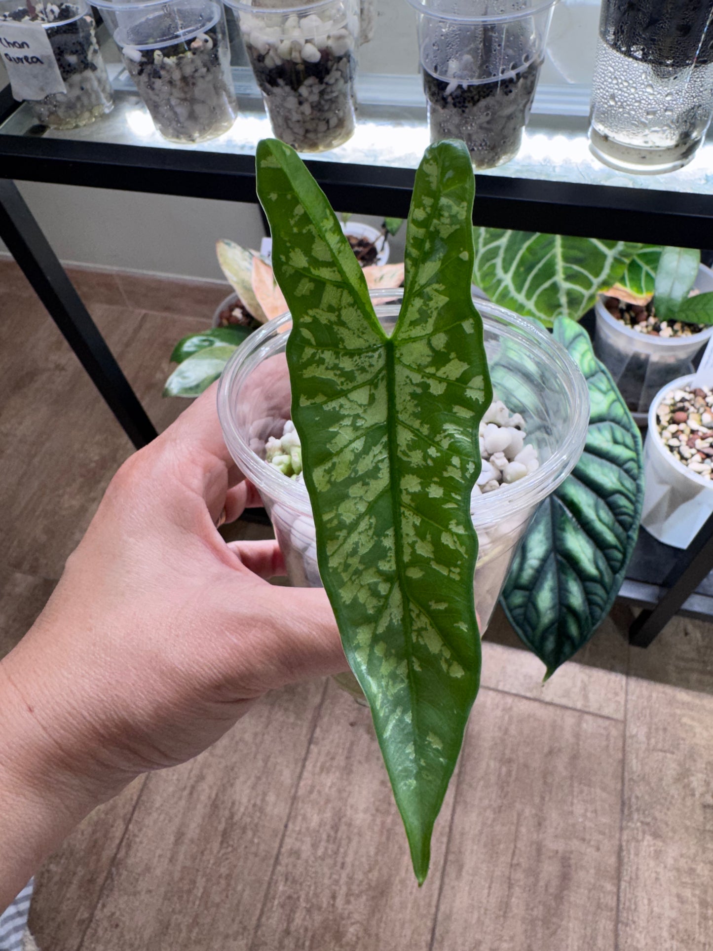 Alocasia shattered glass - corms