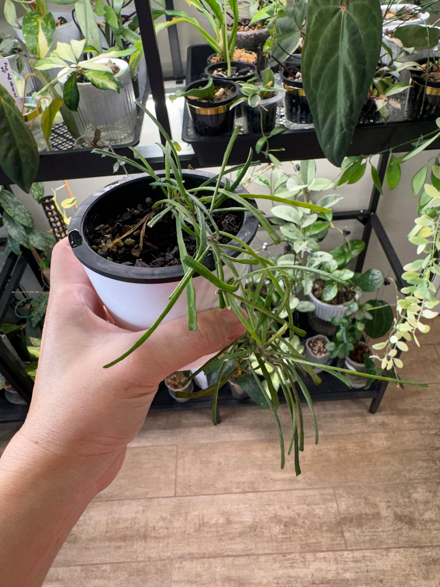 Hoya retusa