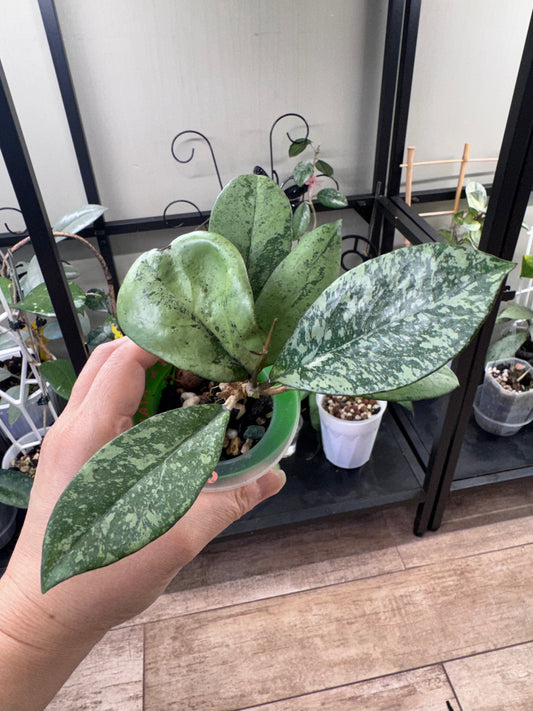 Hoya crassipetiolata x Michelle