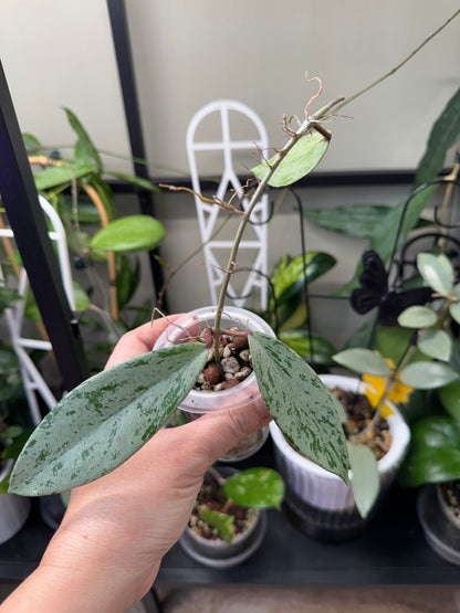 Hoya pubicalyx silver ghost