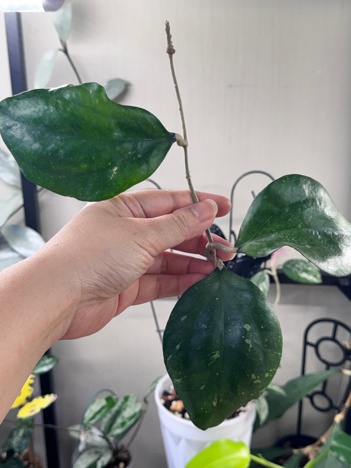Hoya Noelle cutting