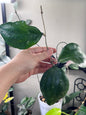 Hoya Noelle cutting