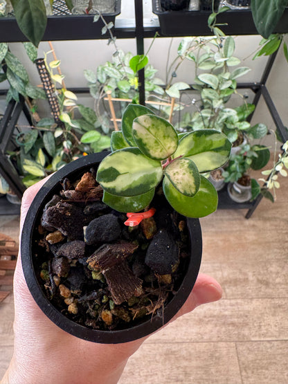 RARE Hoya mathilde variegated