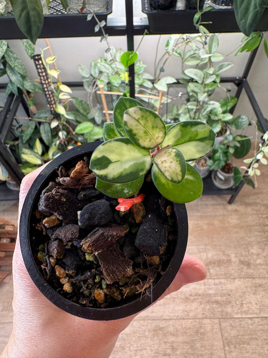 RARE Hoya mathilde variegated