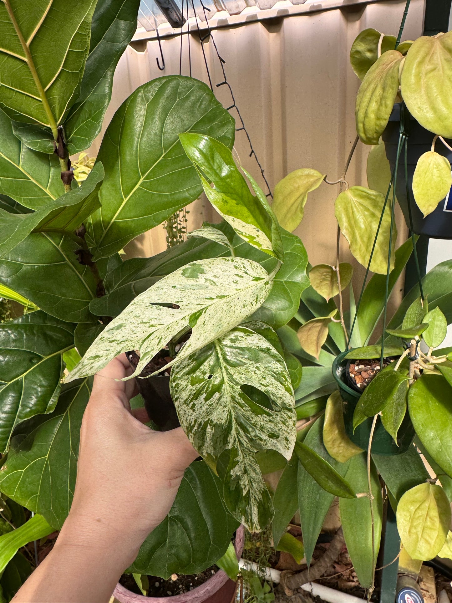 Epipremnum pinnatum marble