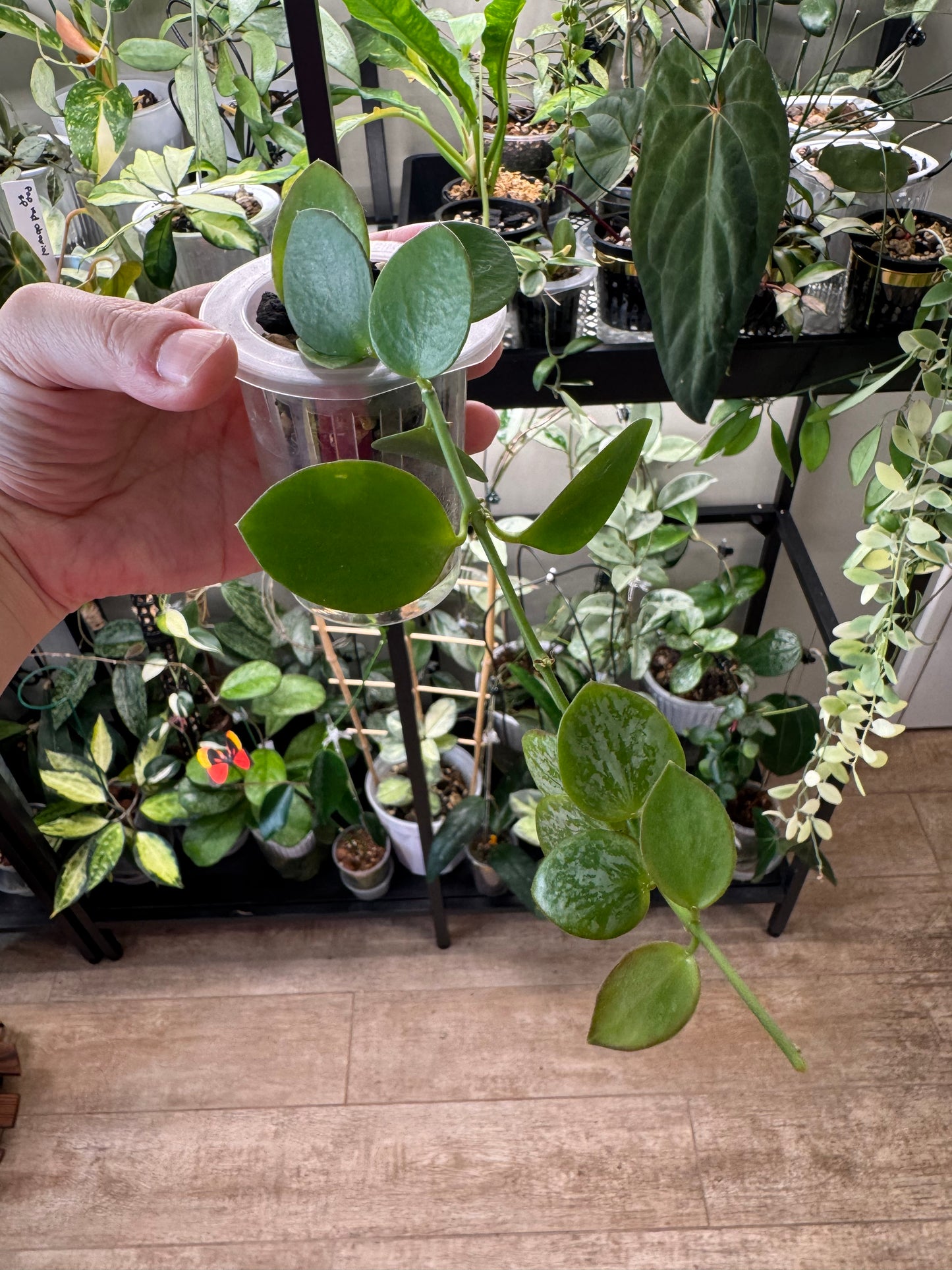 Hoya Collina Biak Irian Jaya IML1187