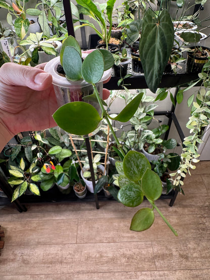 Hoya Collina Biak Irian Jaya IML1187