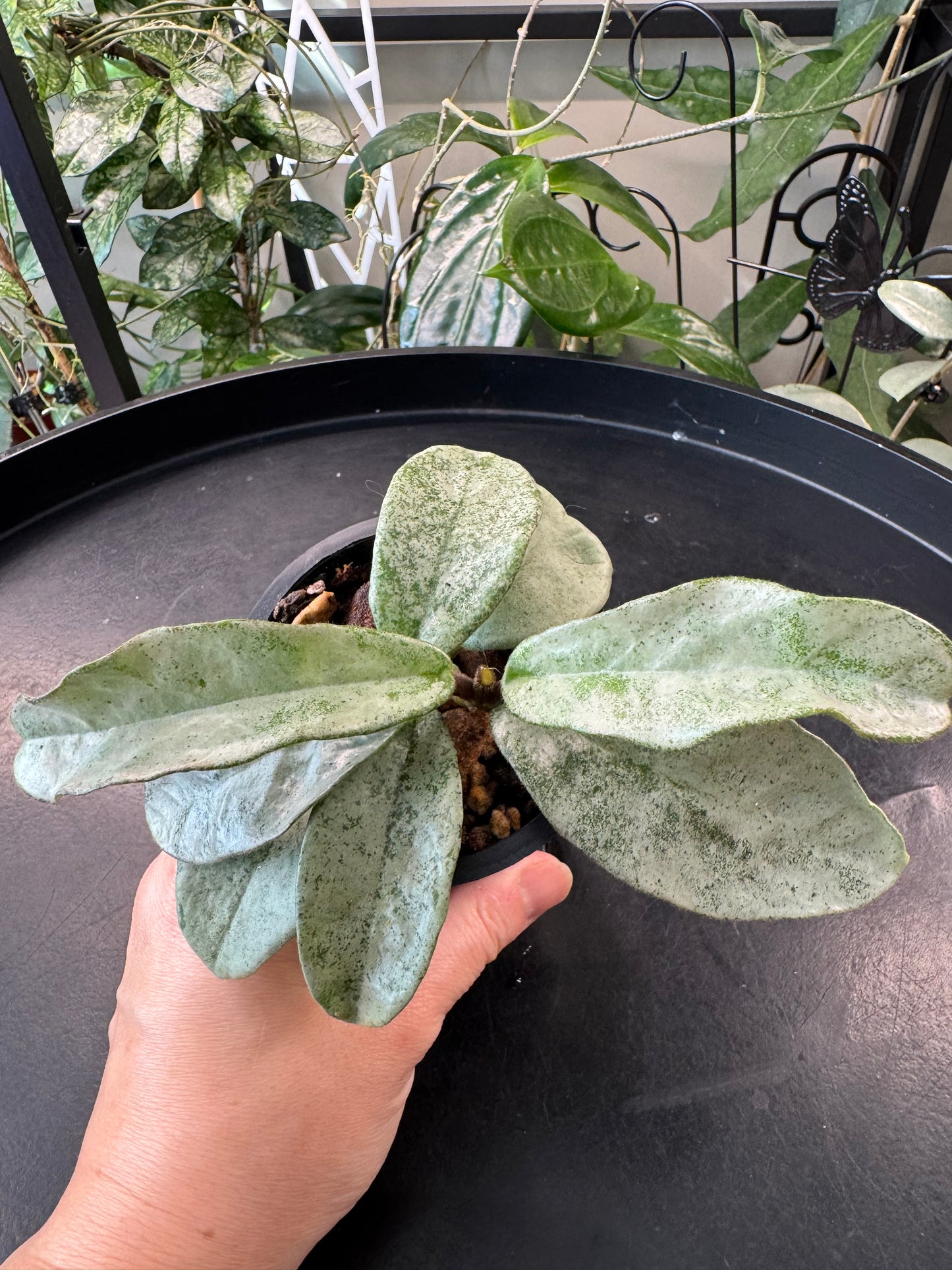Hoya grey ghost