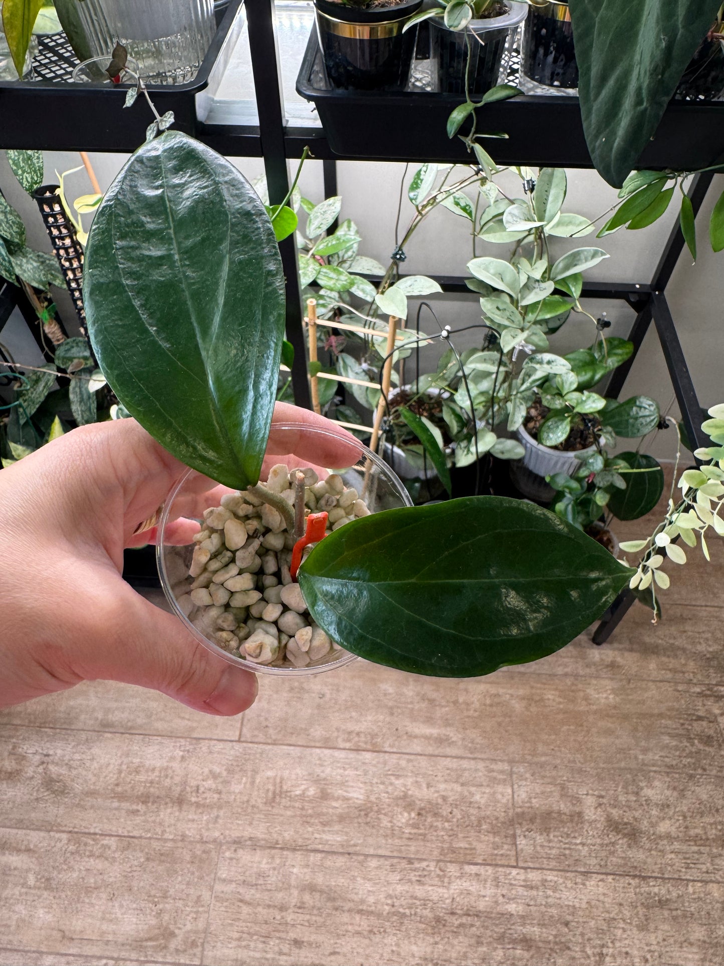Hoya ut033