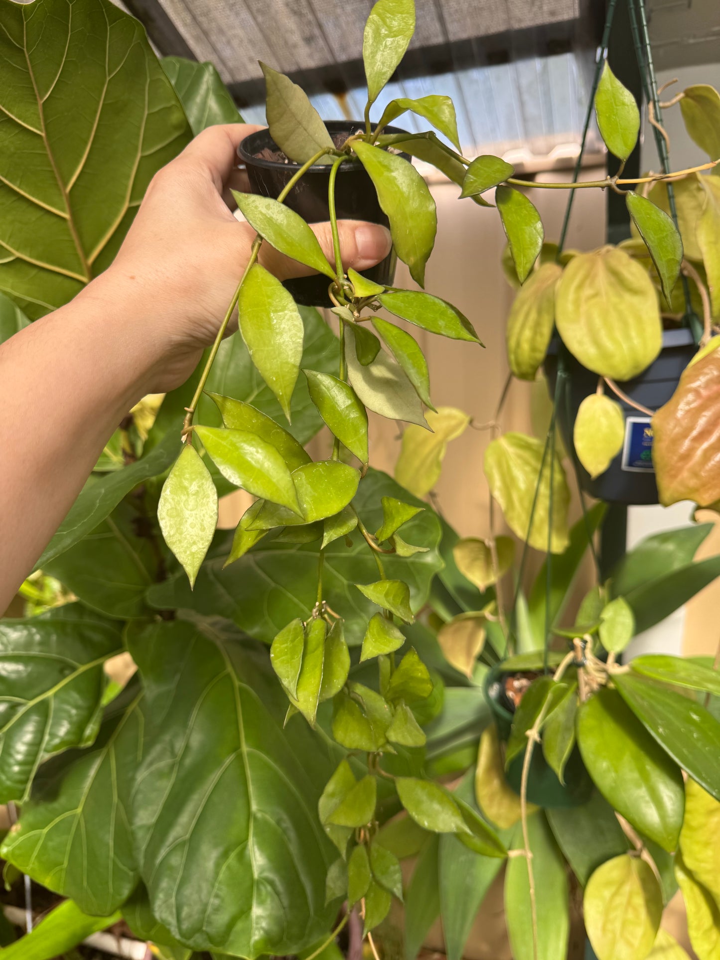 Hoya lacunosa giant