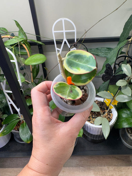 Hoya sp para albo