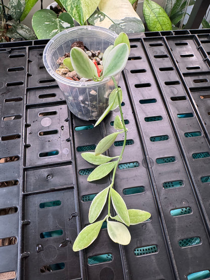 Dischidia oiantha variegated