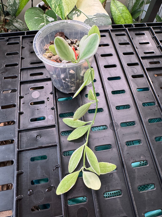 Dischidia oiantha variegated