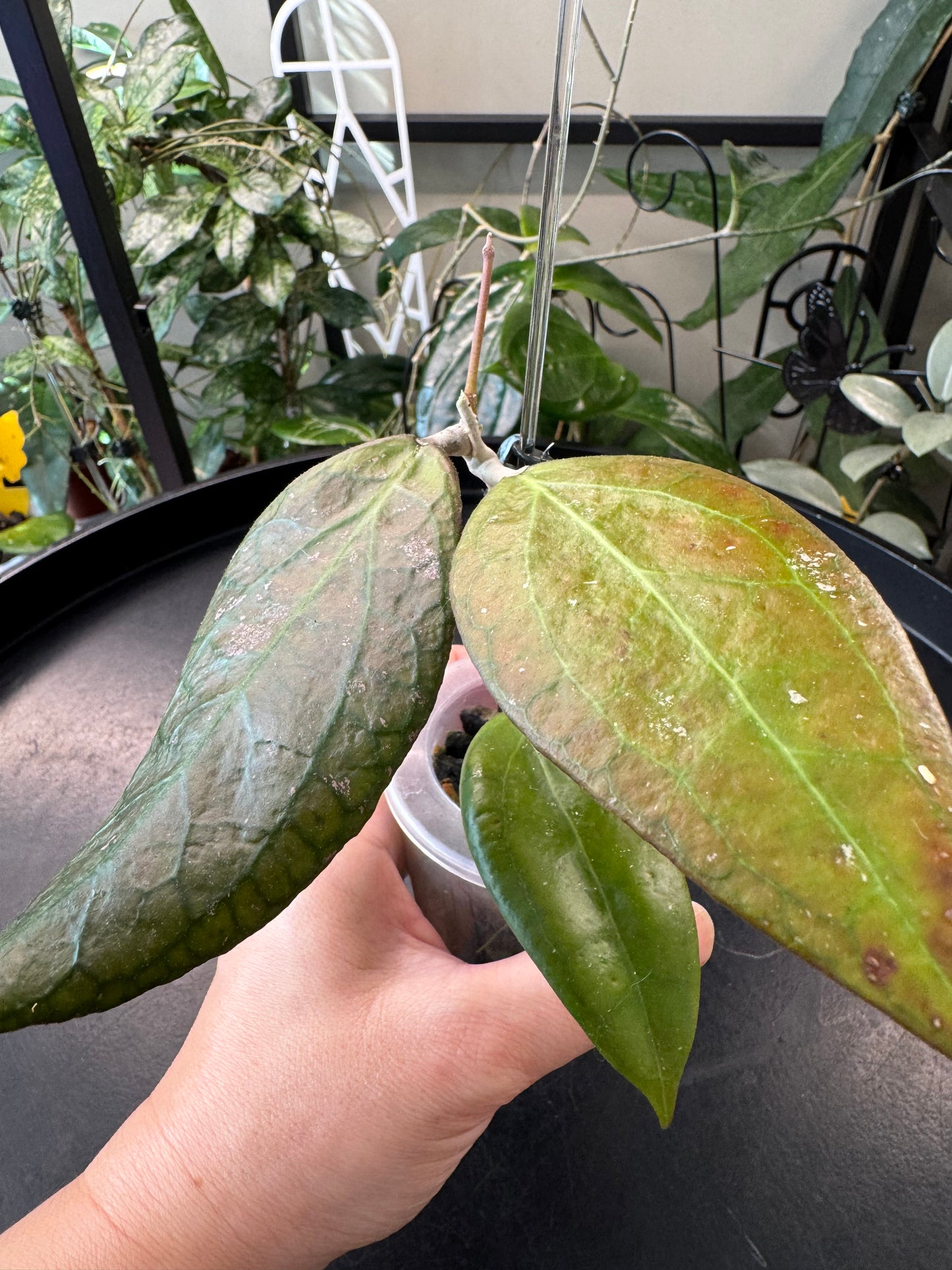 Hoya tequila sunrise