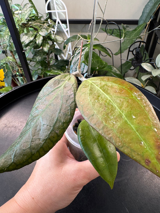 Hoya tequila sunrise