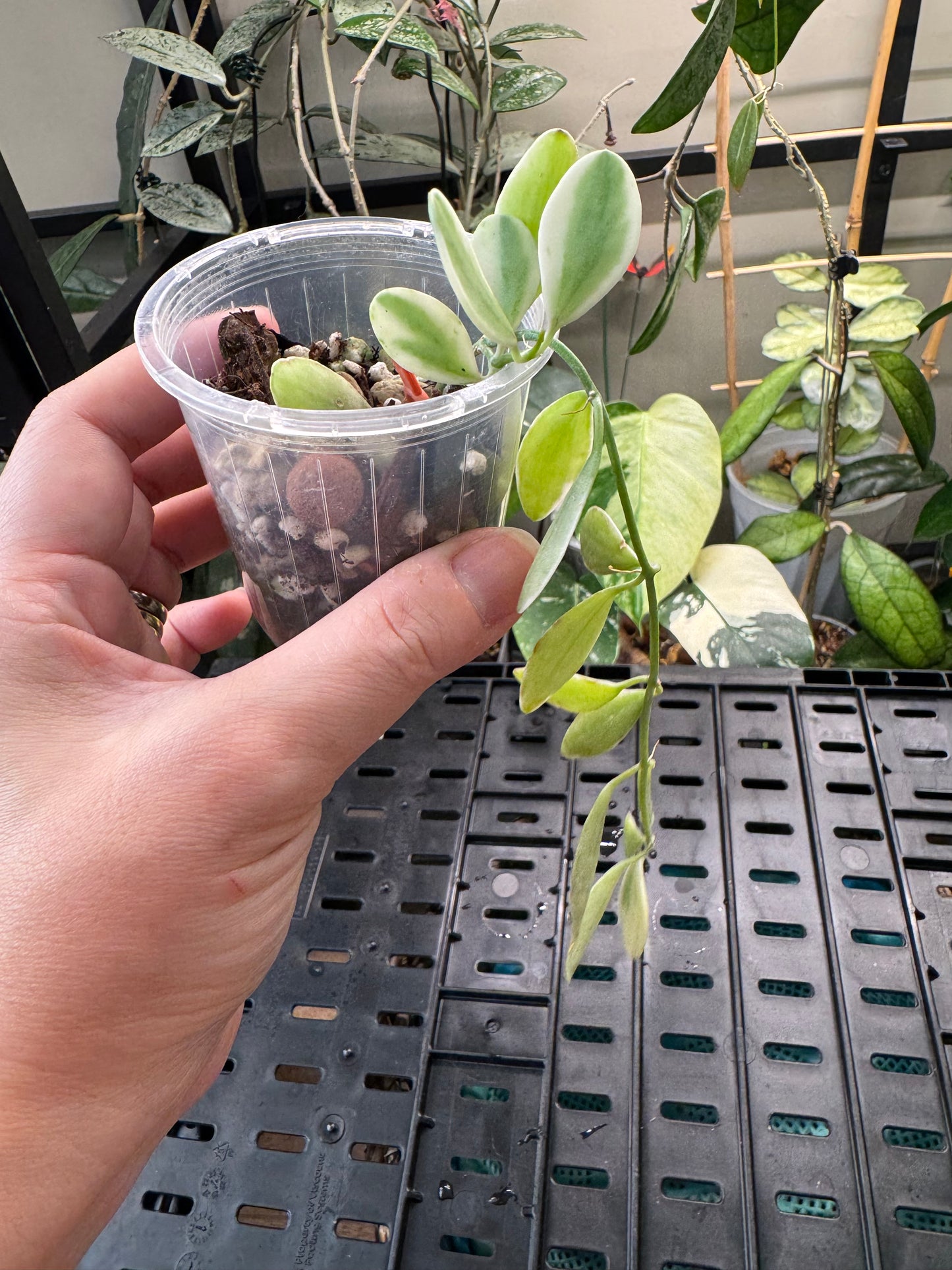 Dischidia oiantha variegated