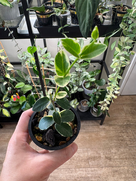 Hoya cummingiana albo