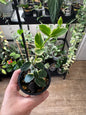 Hoya cummingiana albo
