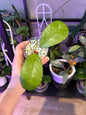 Hoya CV Elvis plant B