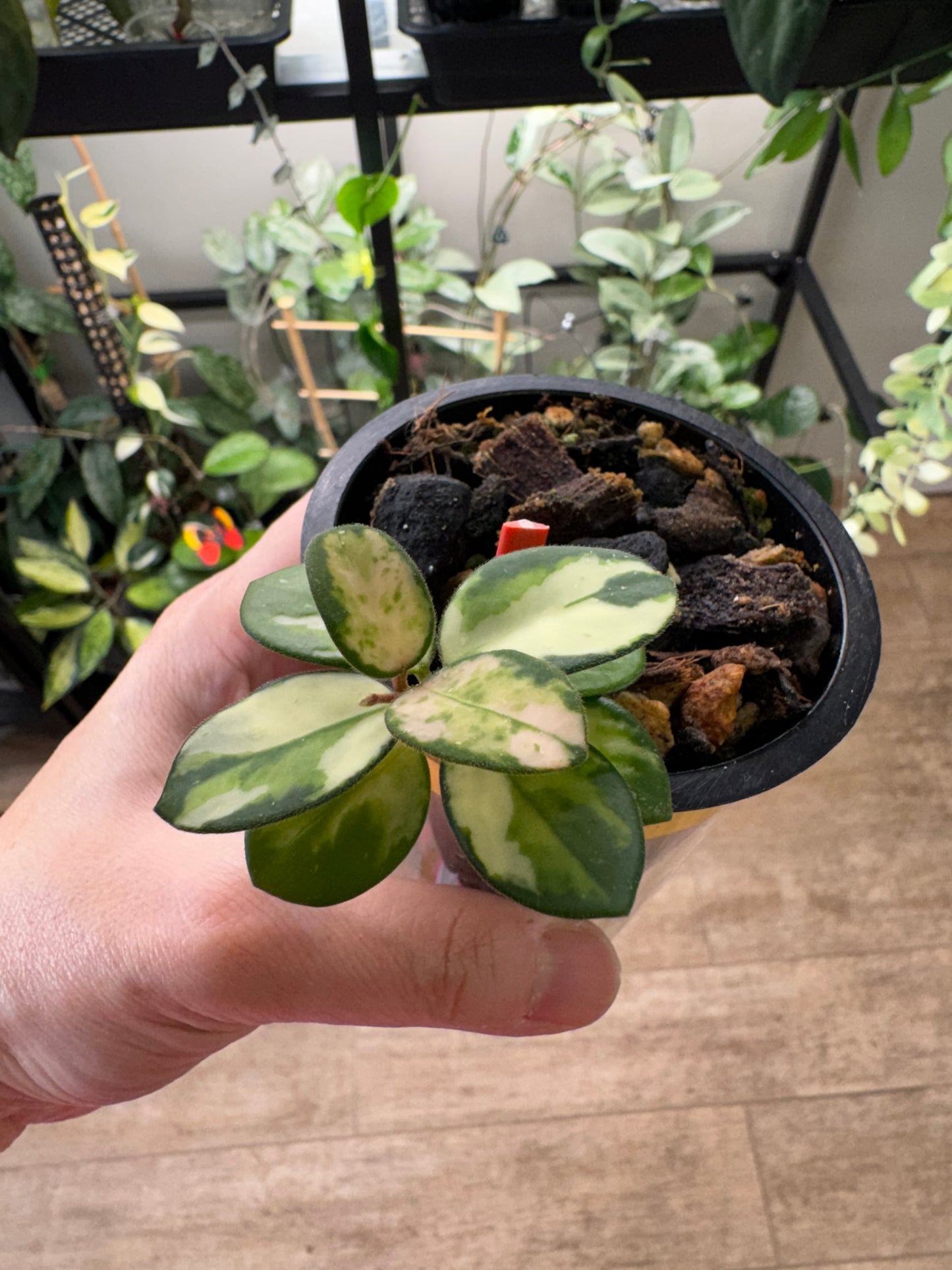 RARE Hoya mathilde variegated