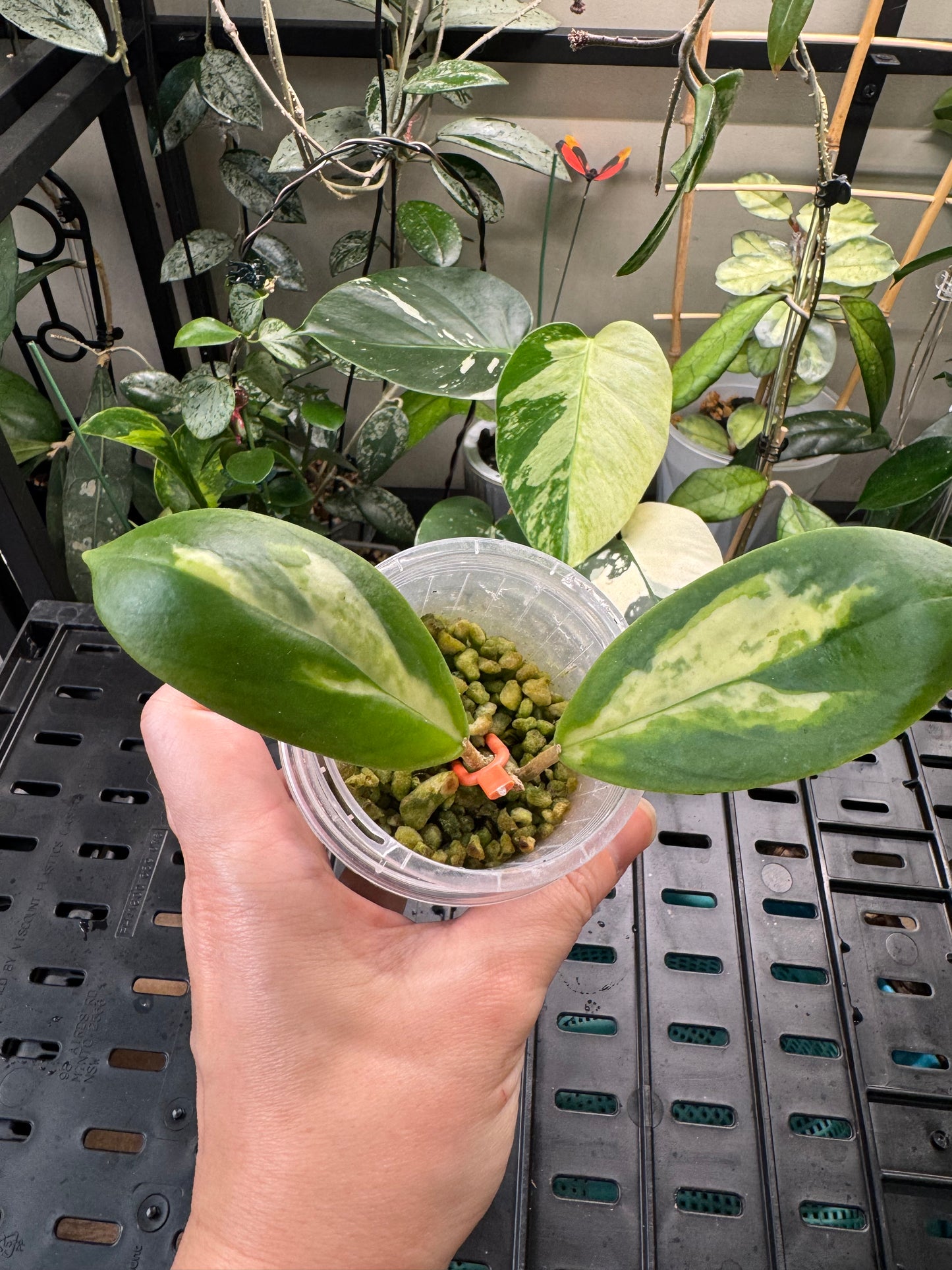 Hoya incrassata moonshadow