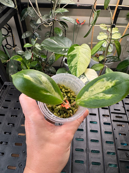 Hoya incrassata moonshadow