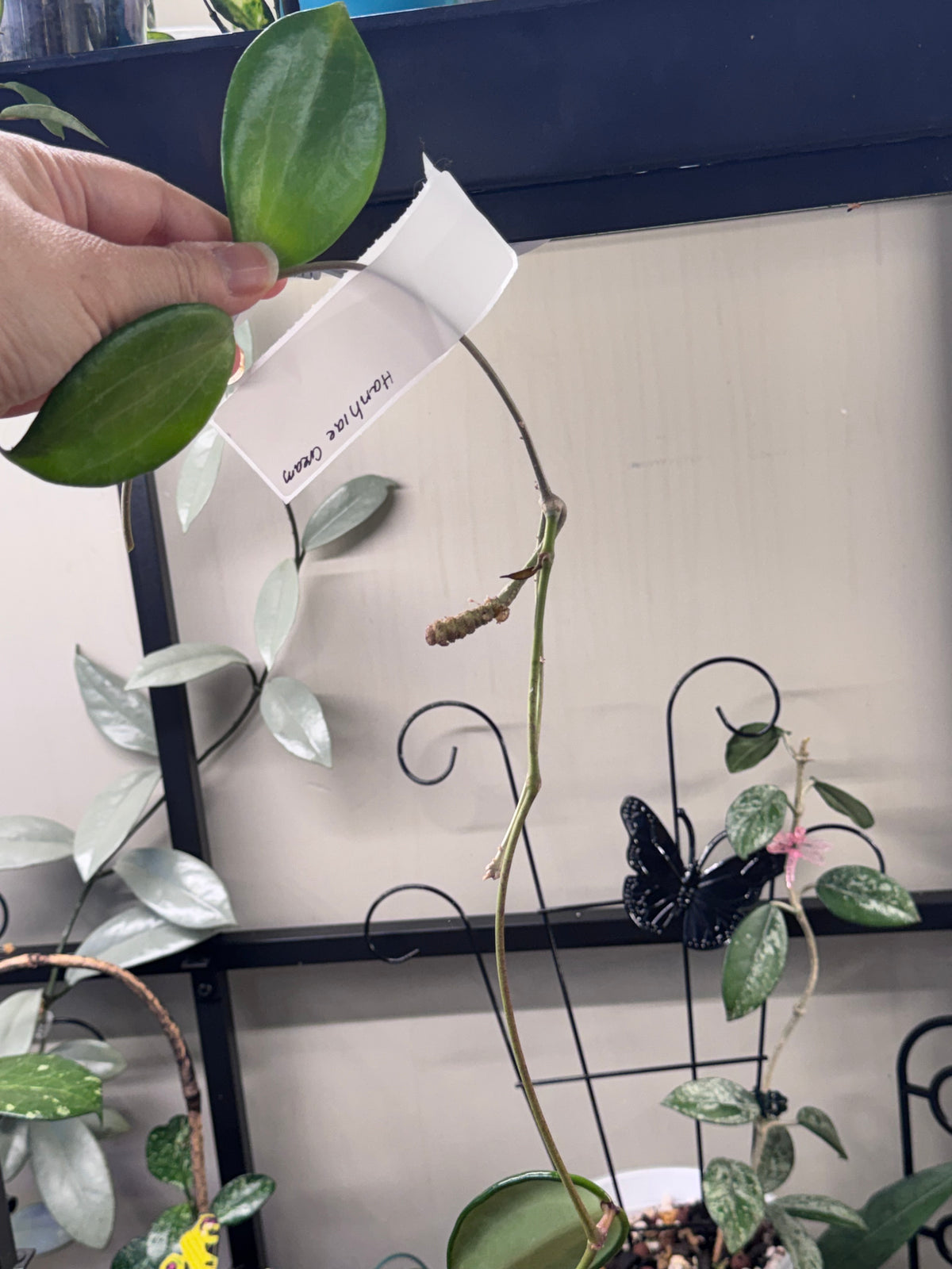 Hoya hanhiae cream cutting