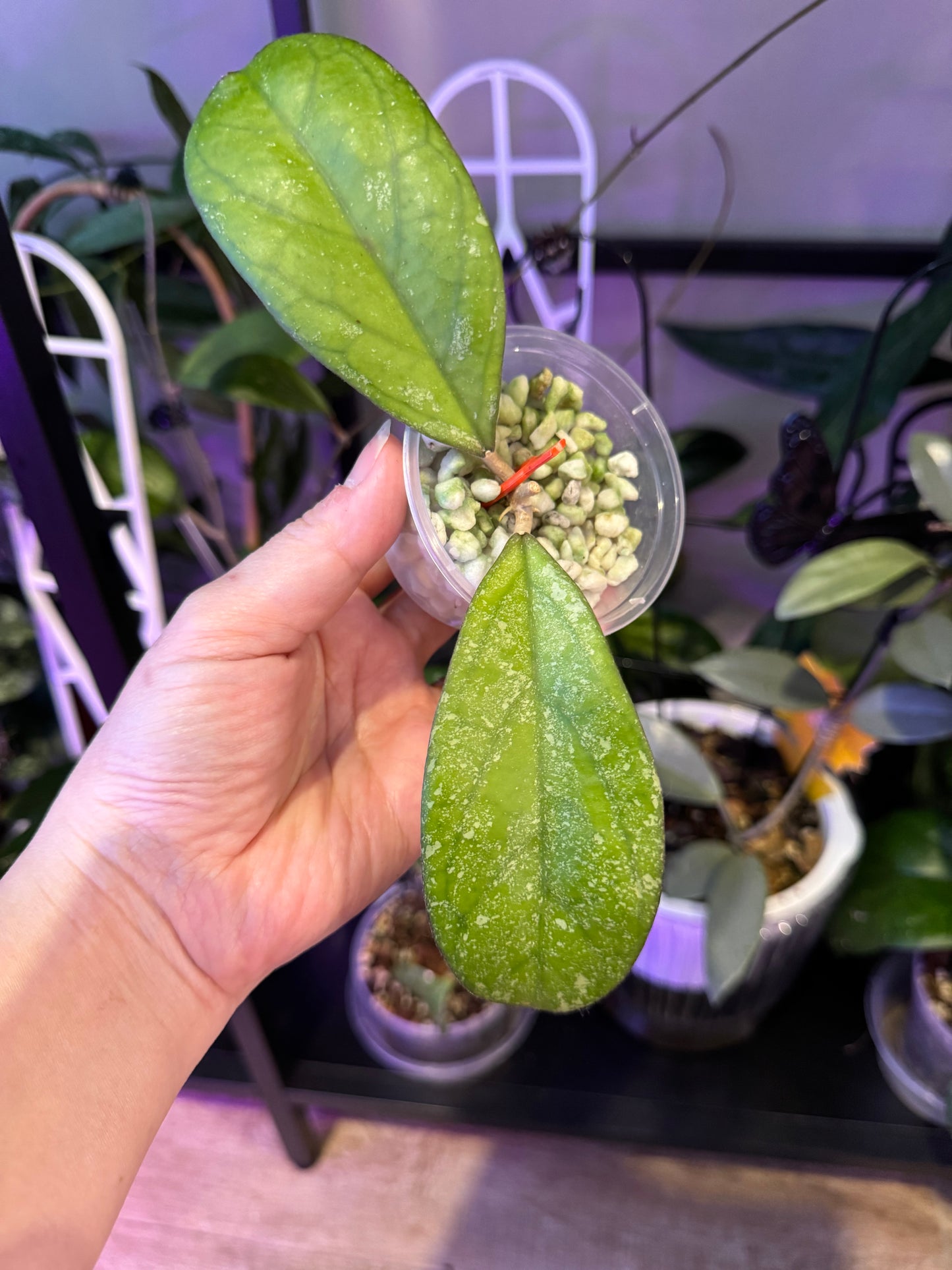 Hoya CV Elvis plant B