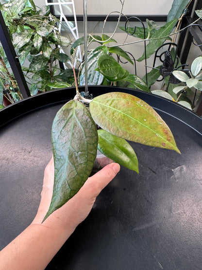 Hoya tequila sunrise