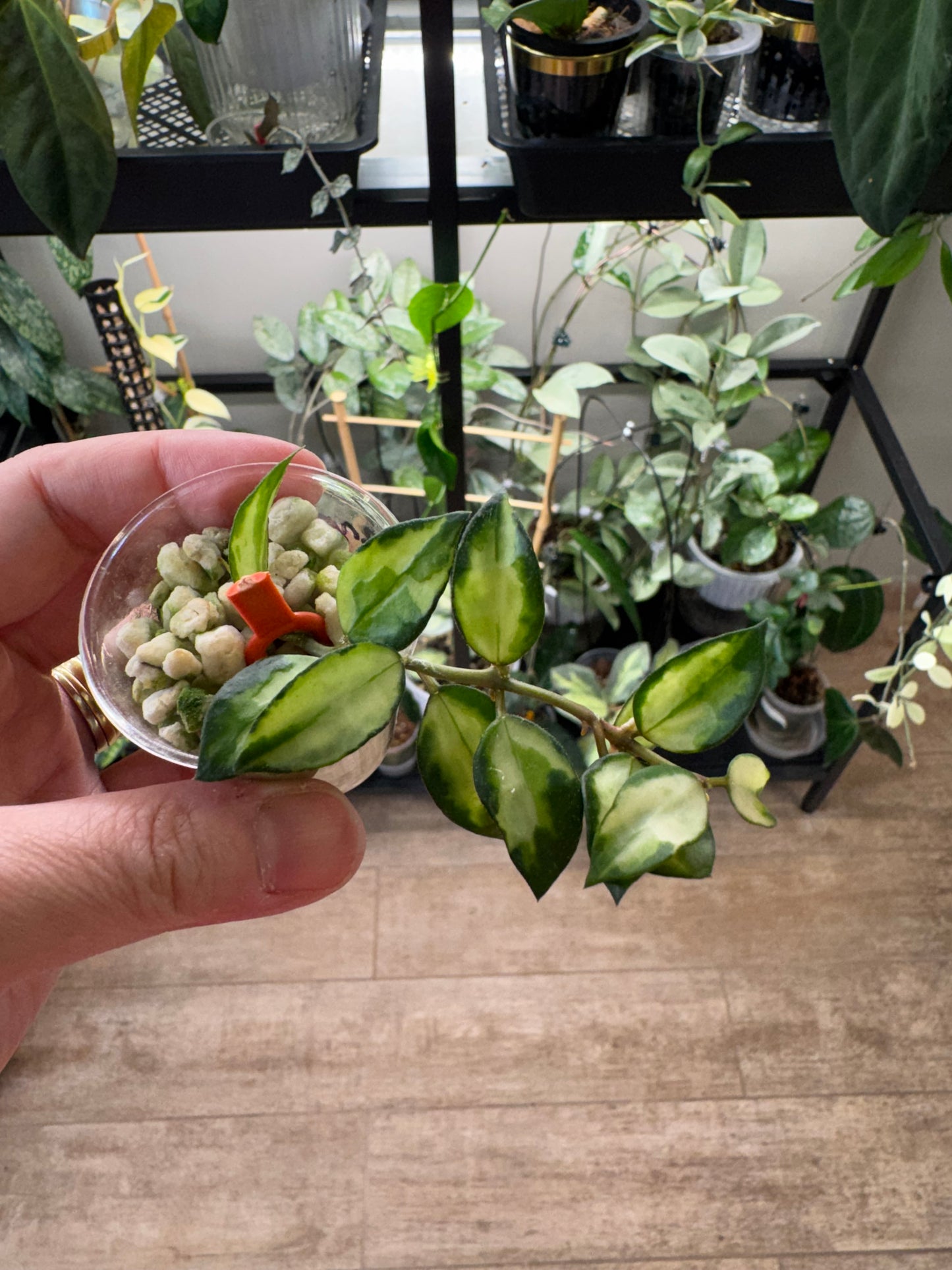 Hoya Lacunosa Bruno