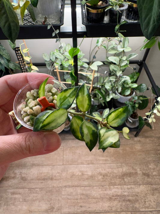 Hoya Lacunosa Bruno