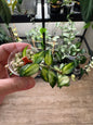 Hoya Lacunosa Bruno